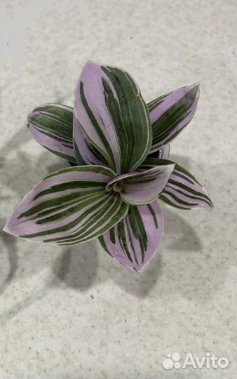 Традесканция