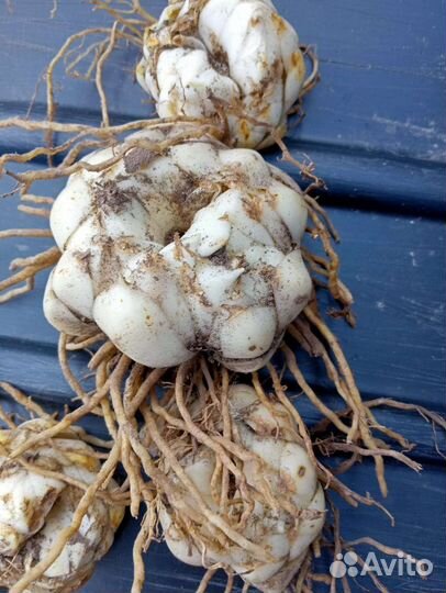 Луковицы лилии