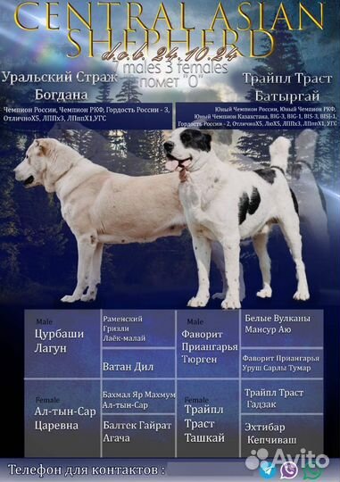 Щенки алабая