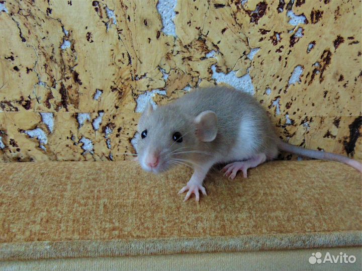 Крысы, крысята - дамбо, стандарт. клетки. гамак