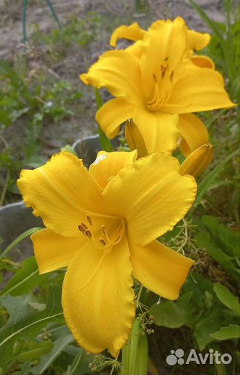 Лилейники набором