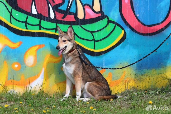 Небольшой Тобби