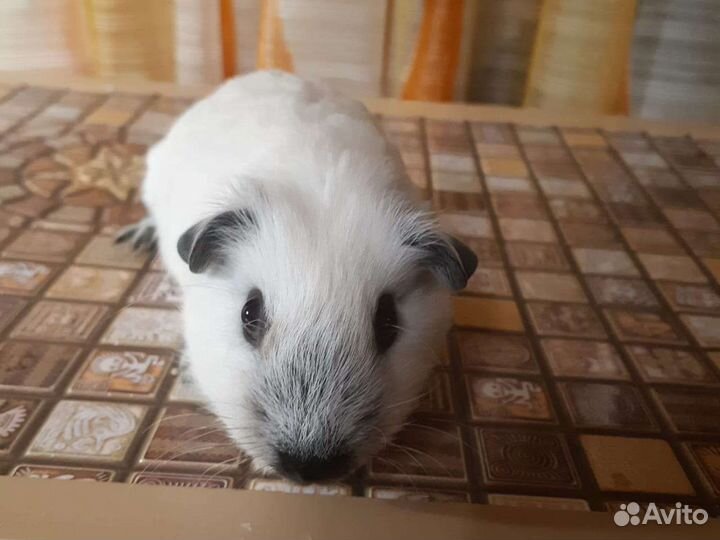 Морские свинки