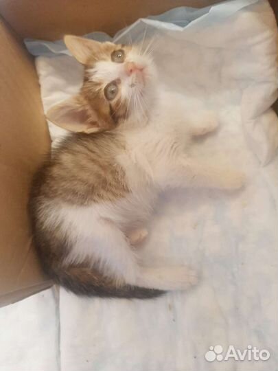 Котик котенок