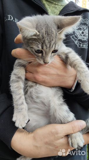 Котенок в добрые руки