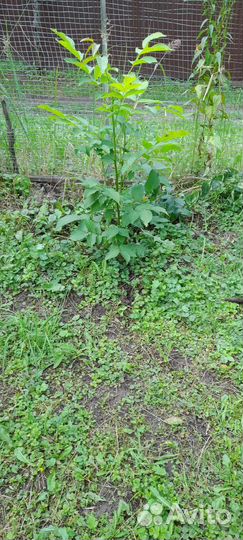 Грецкий орех 4 года, 3хлетка,2хлетка