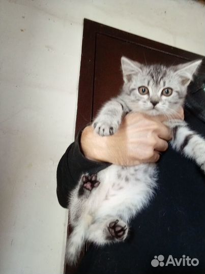 Отдам даром котят от шотландской кошки