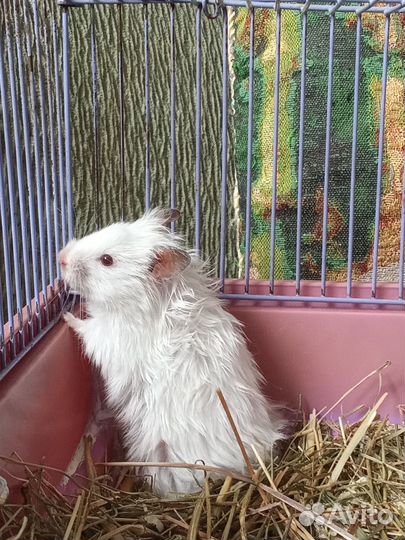 Серийские хомяки малыши