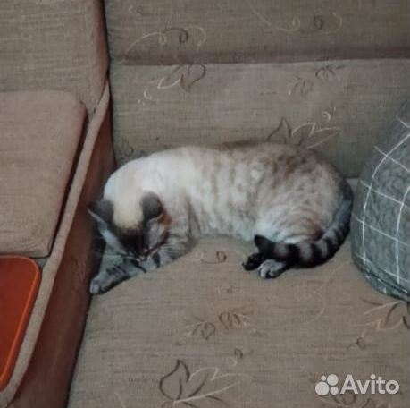 Красивая кошка