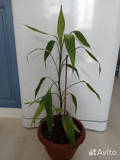 Бамбук, драцена голден Кост, юкка