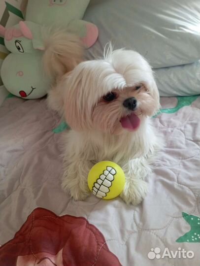 Передержка собак, догситтер