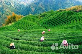 Горящие туры Шри-Ланка на двоих