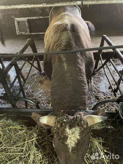 Быки стойловые