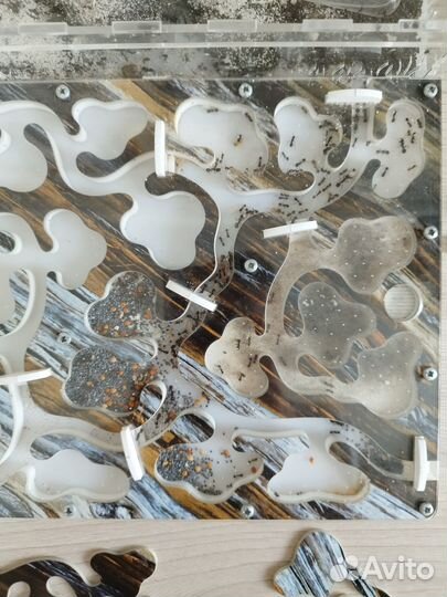 Большая Муравьиная ферма с муравьями