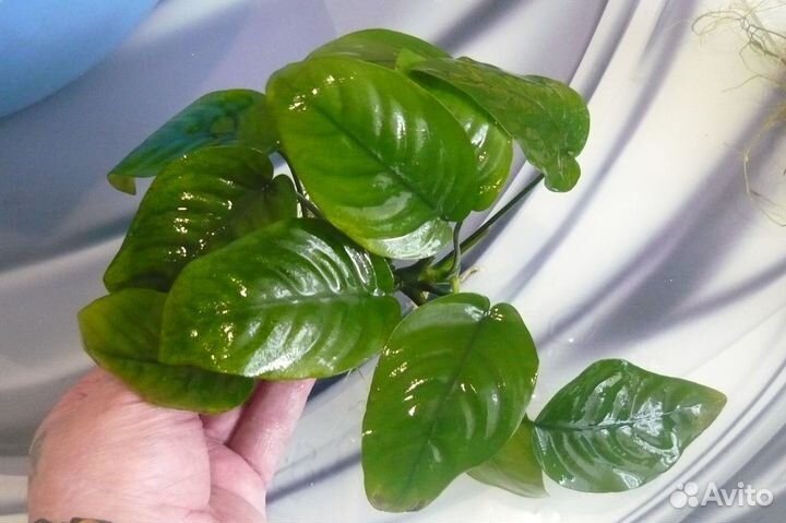 Аквариумные растения анубиас