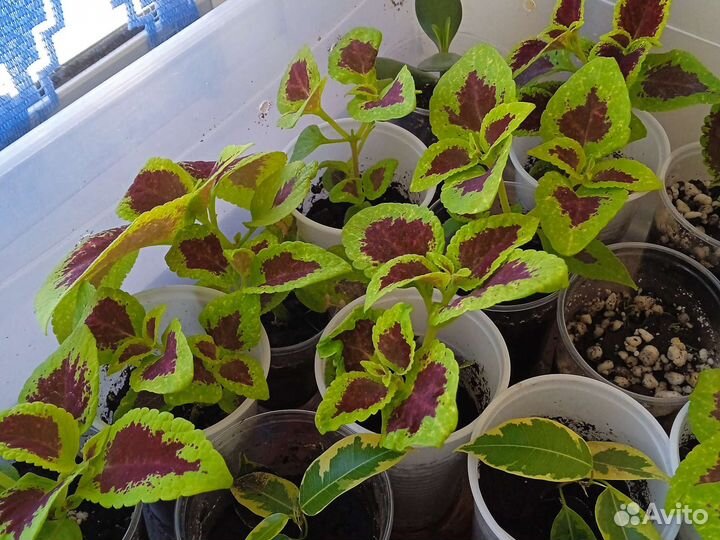 Колеусы вегетативные