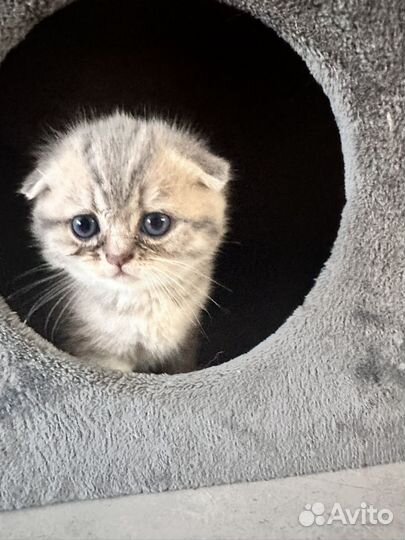 Шотландский котик