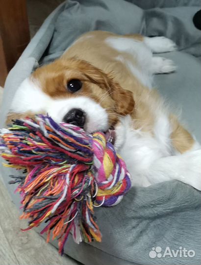 Девочка ккчс