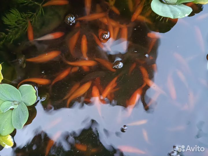 Карась комета