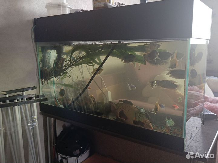 Аквариум с содержимым