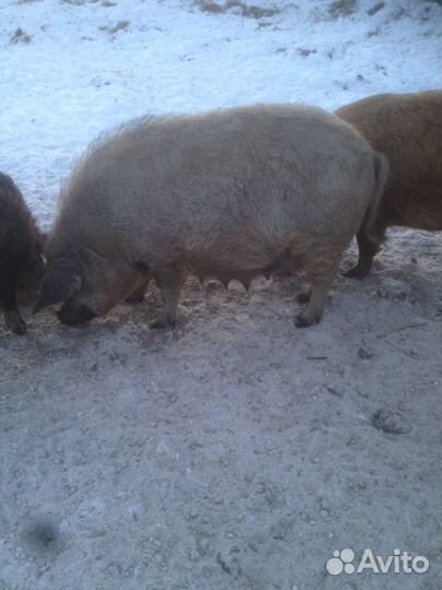 Мясо домашнее, мангалица