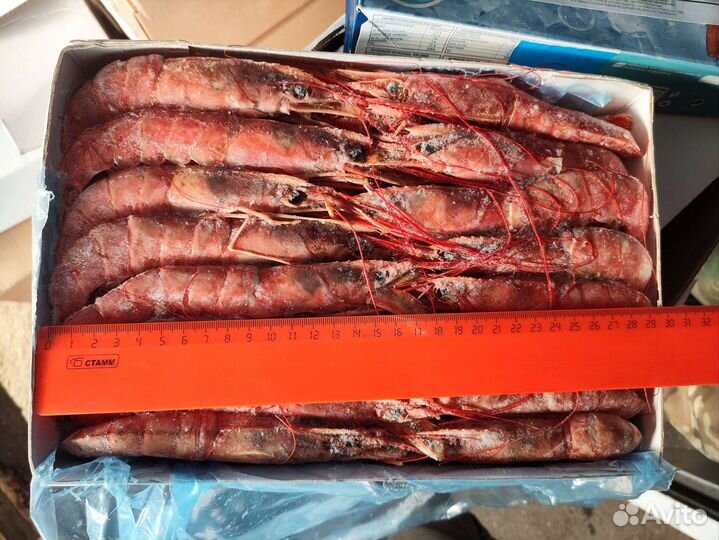 Лонгустины L1