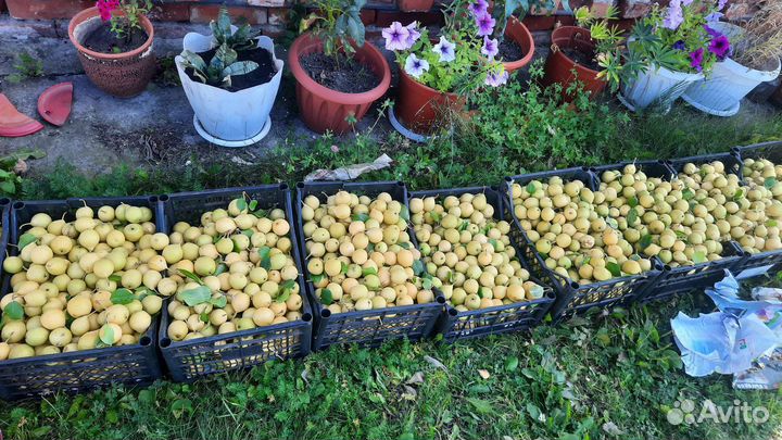 Груша, Томаты, Кабачки