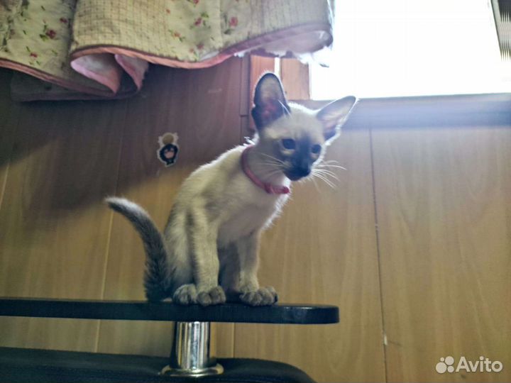 Ориентальные котята
