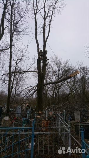 Спил деревьев, расчистка участков