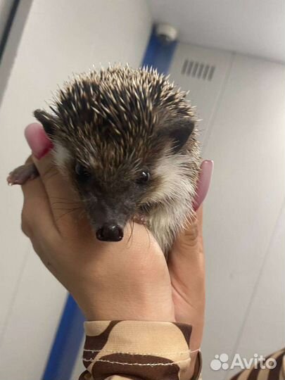 Африканский карликовый еж