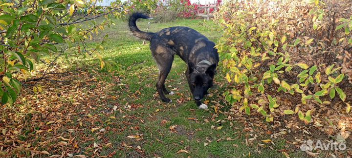 Собака в добрые руки