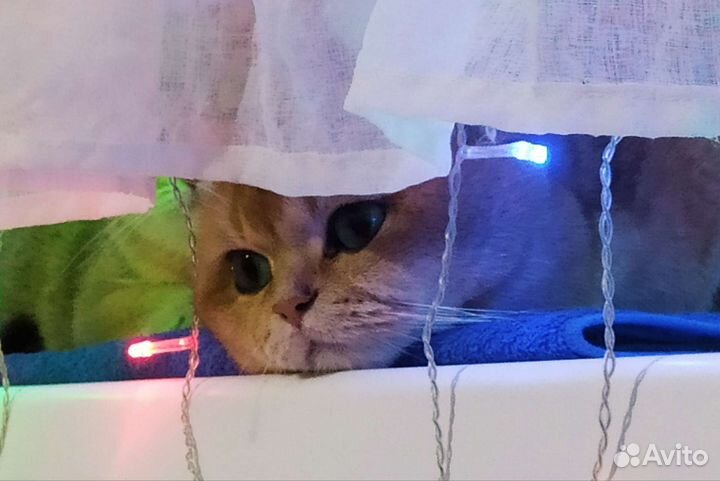 Кот в сапогах)