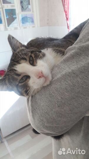 Костик в семью