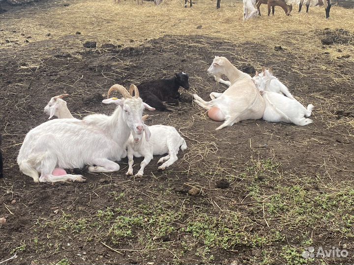 Сельхозживотные