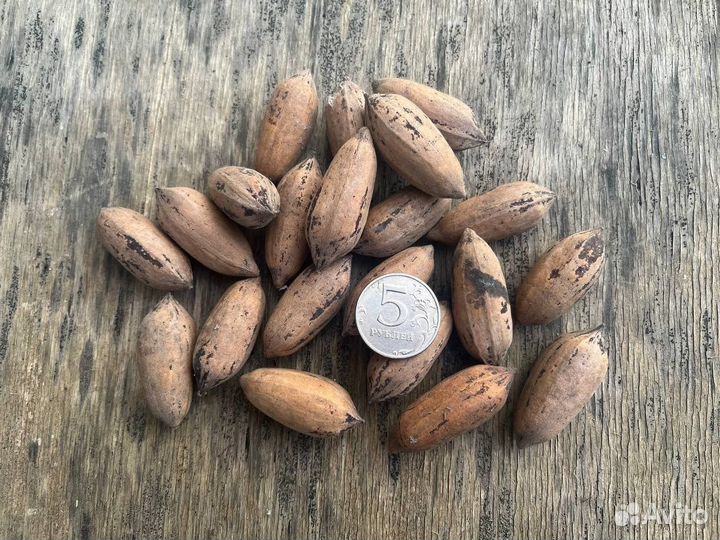 Кария пекан, съедобный, морозостойкий