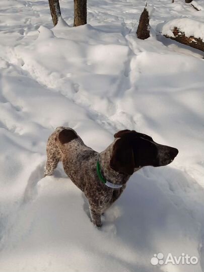 Курцхаар вязка