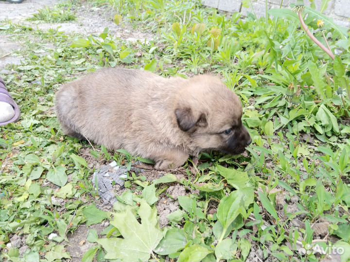 Собака в добрые руки отдам бесплатно
