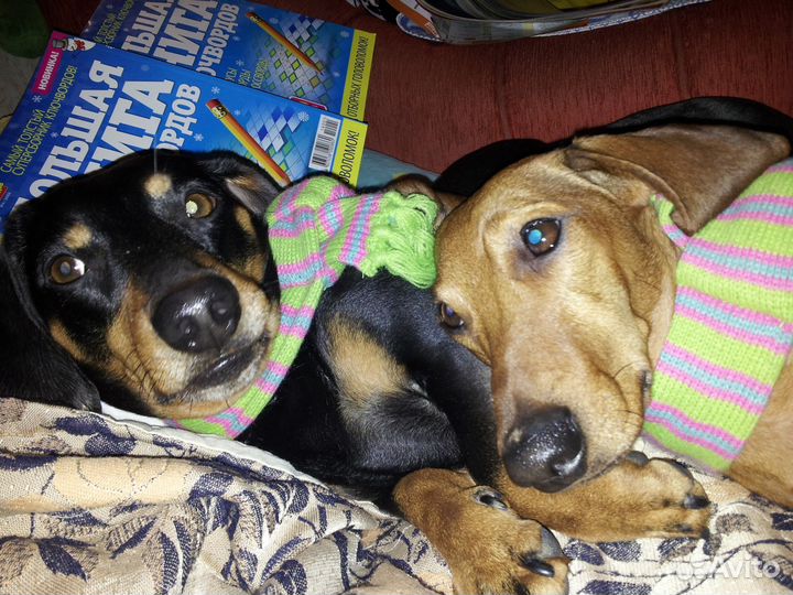 Домашняя передержка животных В Южном Бутово