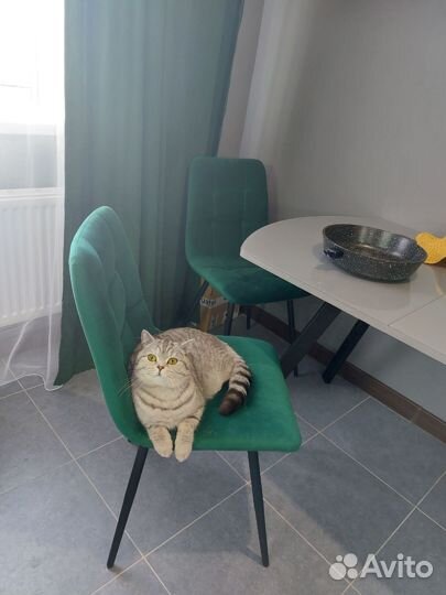 Британская кошка