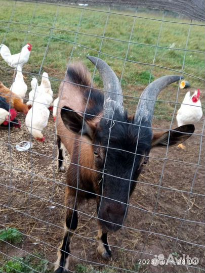 Чешские козы. ликвидация хозяйства