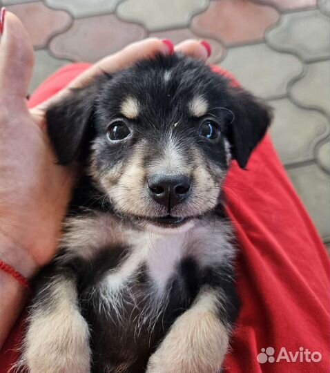 Собака в добрые руки щенок