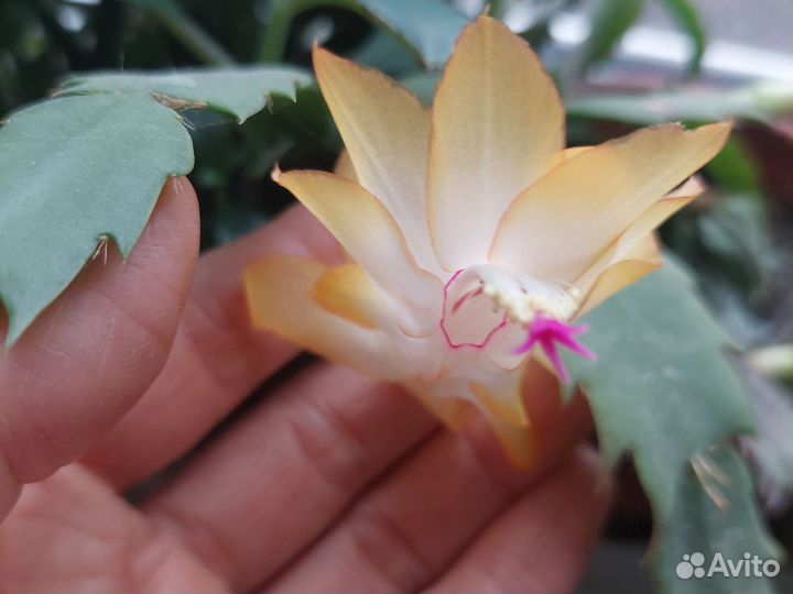 Декабрист шлюмбергера