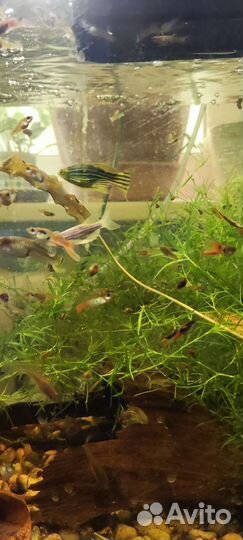 Мальки гуппи