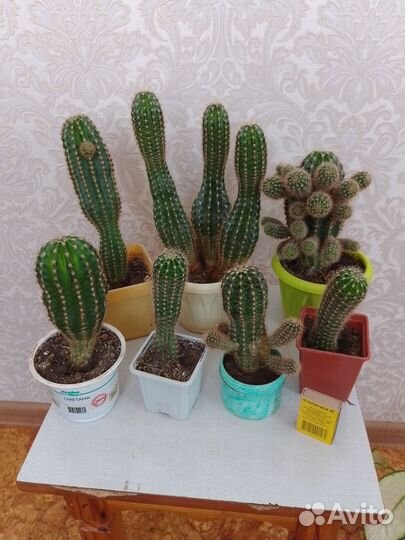 Кактусы