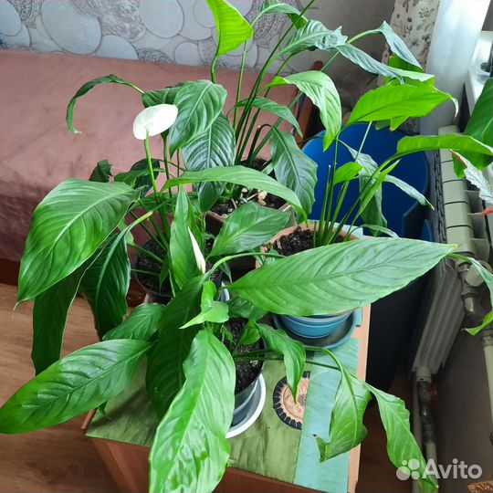 Спатифиллум