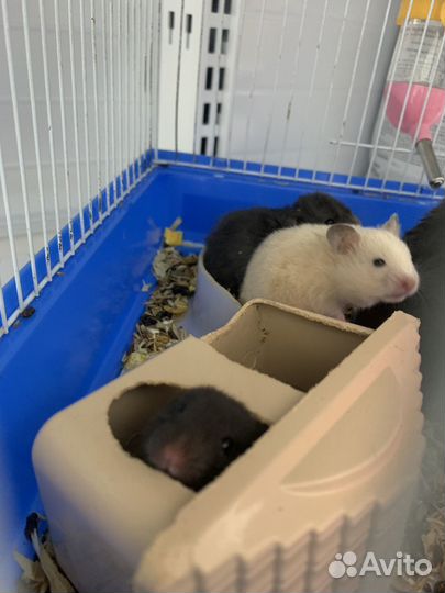 Джунгарский хомяк и серийский хомяк