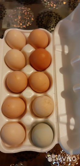 Козье молоко, сыр, творог, яйца куринные