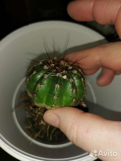 Нотокактус