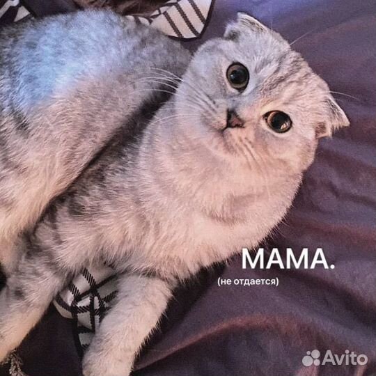 Котята в добрые руки, бесплатно