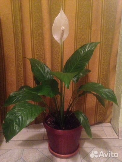 Спатифиллум